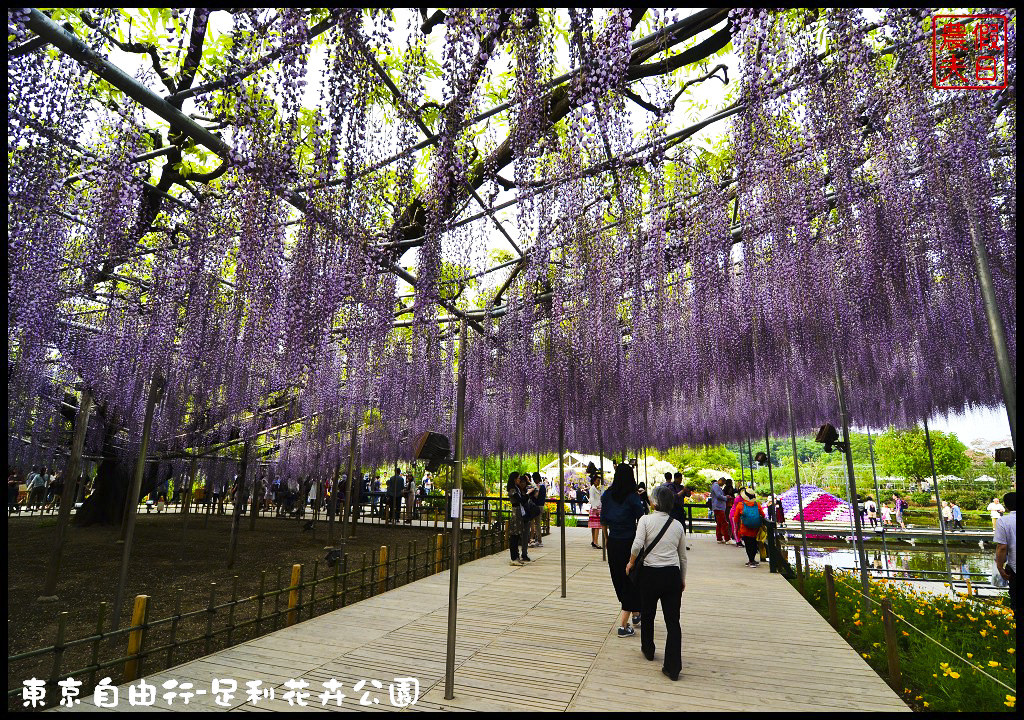 東京自由行|栃木縣足利花卉公園．盛開的紫藤日夜都漂亮/交通如何去/票價/紫藤花物語/大藤節/JR東京廣域周遊券 @假日農夫愛趴趴照