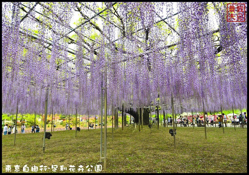 東京自由行|栃木縣足利花卉公園．盛開的紫藤日夜都漂亮/交通如何去/票價/紫藤花物語/大藤節/JR東京廣域周遊券 @假日農夫愛趴趴照