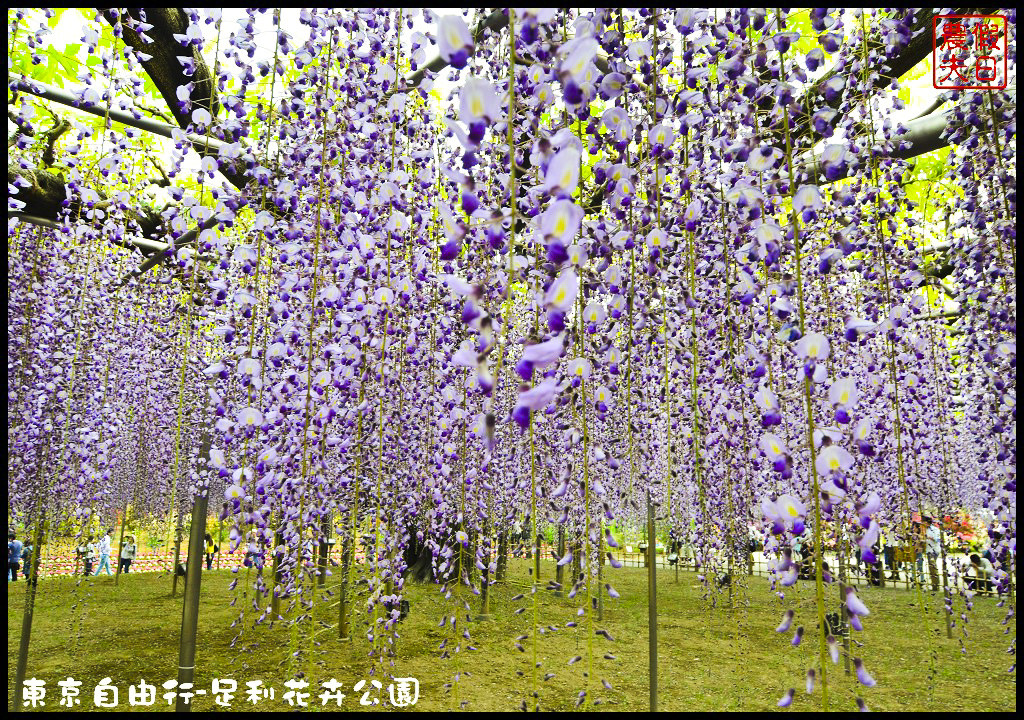 東京自由行|栃木縣足利花卉公園．盛開的紫藤日夜都漂亮/交通如何去/票價/紫藤花物語/大藤節/JR東京廣域周遊券 @假日農夫愛趴趴照