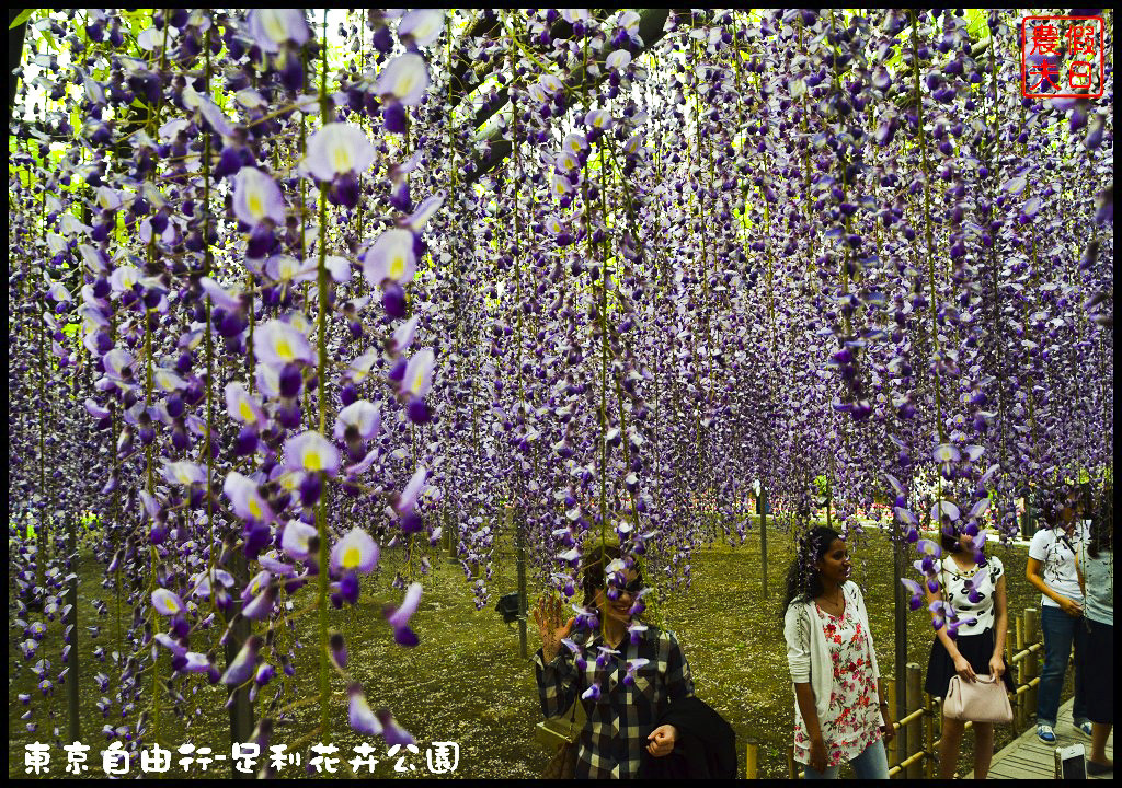 東京自由行|栃木縣足利花卉公園．盛開的紫藤日夜都漂亮/交通如何去/票價/紫藤花物語/大藤節/JR東京廣域周遊券 @假日農夫愛趴趴照