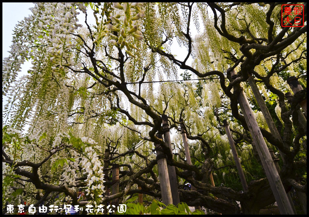 東京自由行|栃木縣足利花卉公園．盛開的紫藤日夜都漂亮/交通如何去/票價/紫藤花物語/大藤節/JR東京廣域周遊券 @假日農夫愛趴趴照