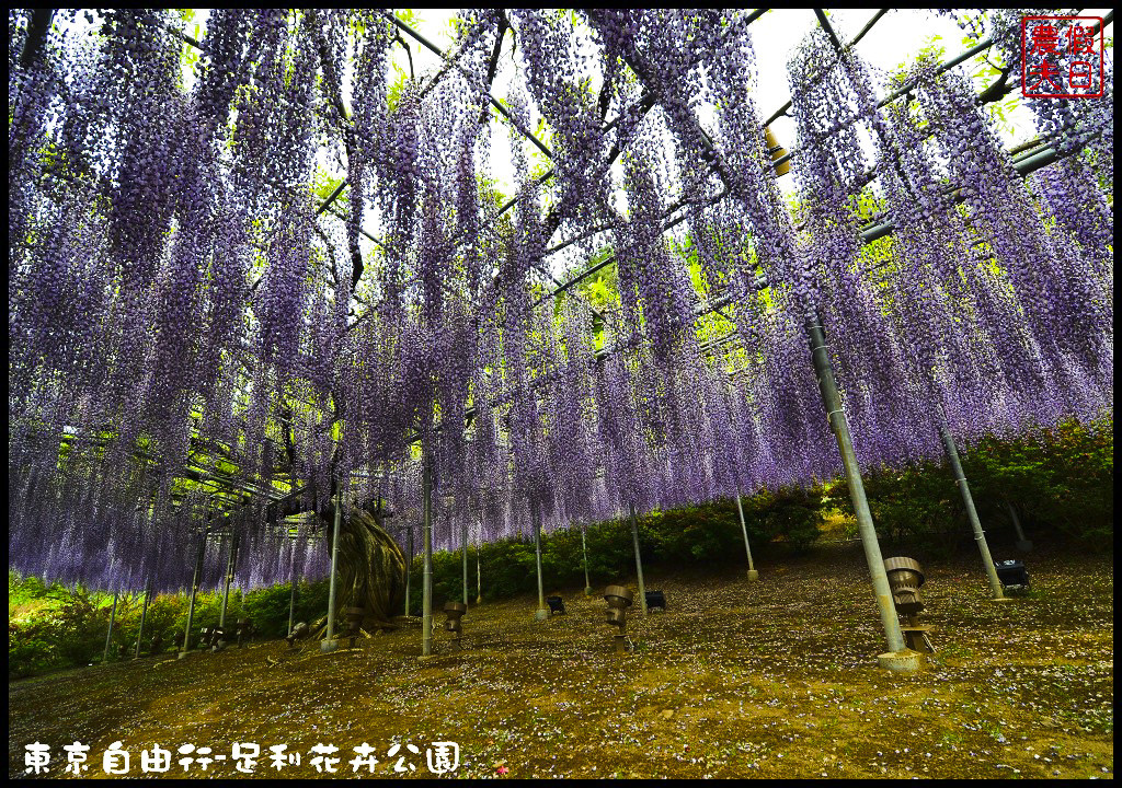 東京自由行|栃木縣足利花卉公園．盛開的紫藤日夜都漂亮/交通如何去/票價/紫藤花物語/大藤節/JR東京廣域周遊券 @假日農夫愛趴趴照