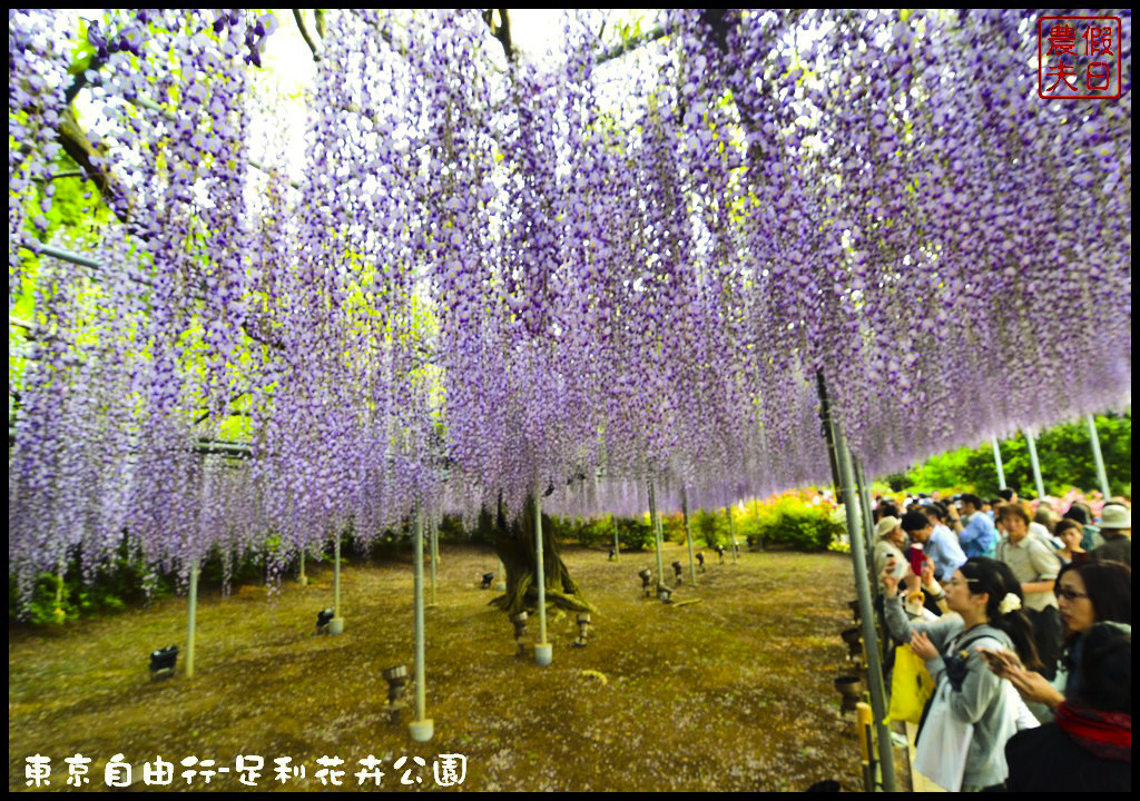 東京自由行|栃木縣足利花卉公園．盛開的紫藤日夜都漂亮/交通如何去/票價/紫藤花物語/大藤節/JR東京廣域周遊券 @假日農夫愛趴趴照