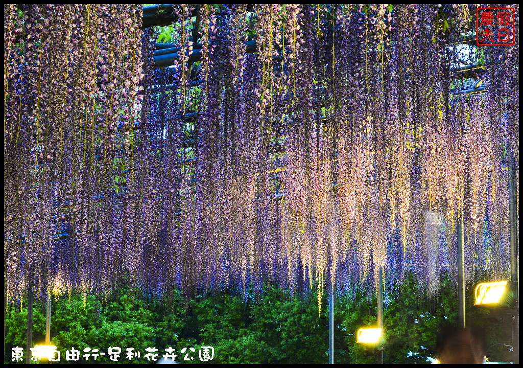 東京自由行|栃木縣足利花卉公園．盛開的紫藤日夜都漂亮/交通如何去/票價/紫藤花物語/大藤節/JR東京廣域周遊券 @假日農夫愛趴趴照