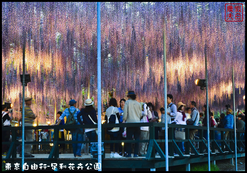 東京自由行|栃木縣足利花卉公園．盛開的紫藤日夜都漂亮/交通如何去/票價/紫藤花物語/大藤節/JR東京廣域周遊券 @假日農夫愛趴趴照