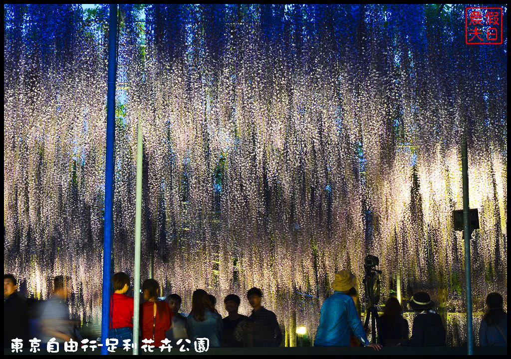 東京自由行|栃木縣足利花卉公園．盛開的紫藤日夜都漂亮/交通如何去/票價/紫藤花物語/大藤節/JR東京廣域周遊券 @假日農夫愛趴趴照