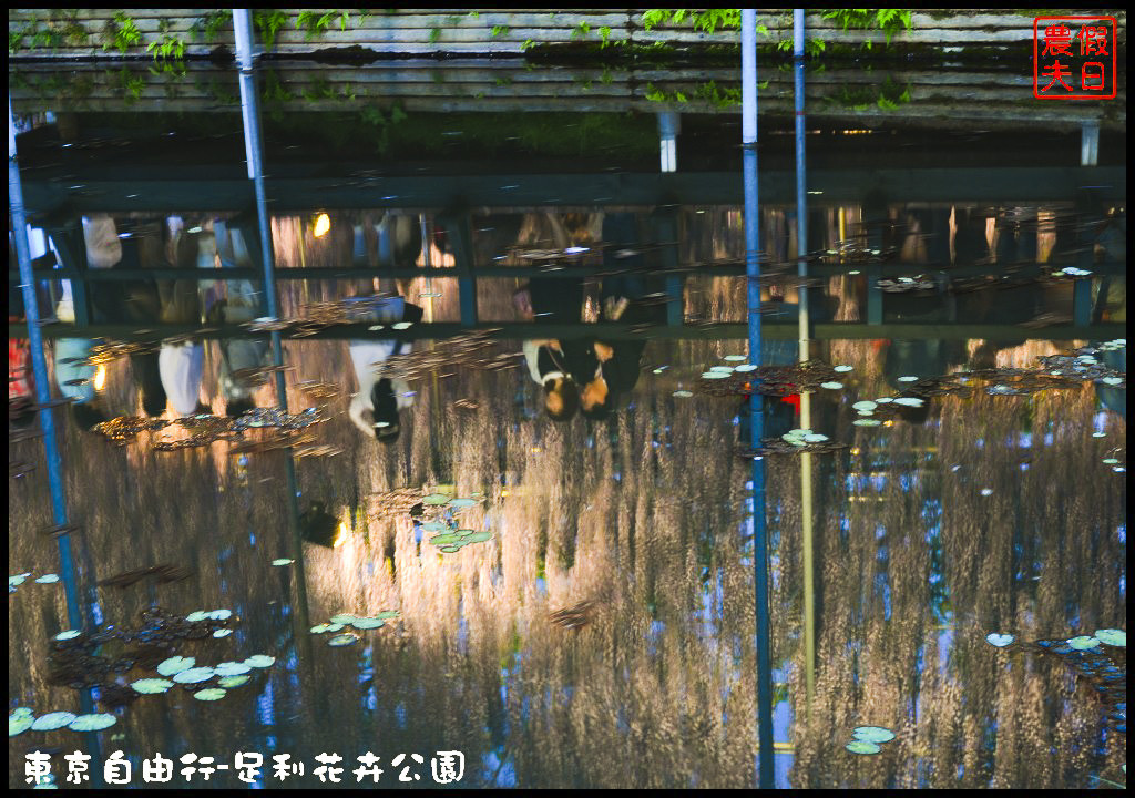 東京自由行|栃木縣足利花卉公園．盛開的紫藤日夜都漂亮/交通如何去/票價/紫藤花物語/大藤節/JR東京廣域周遊券 @假日農夫愛趴趴照