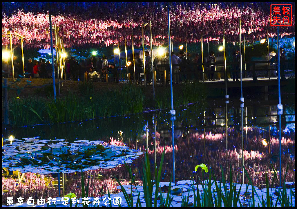 東京自由行|栃木縣足利花卉公園．盛開的紫藤日夜都漂亮/交通如何去/票價/紫藤花物語/大藤節/JR東京廣域周遊券 @假日農夫愛趴趴照