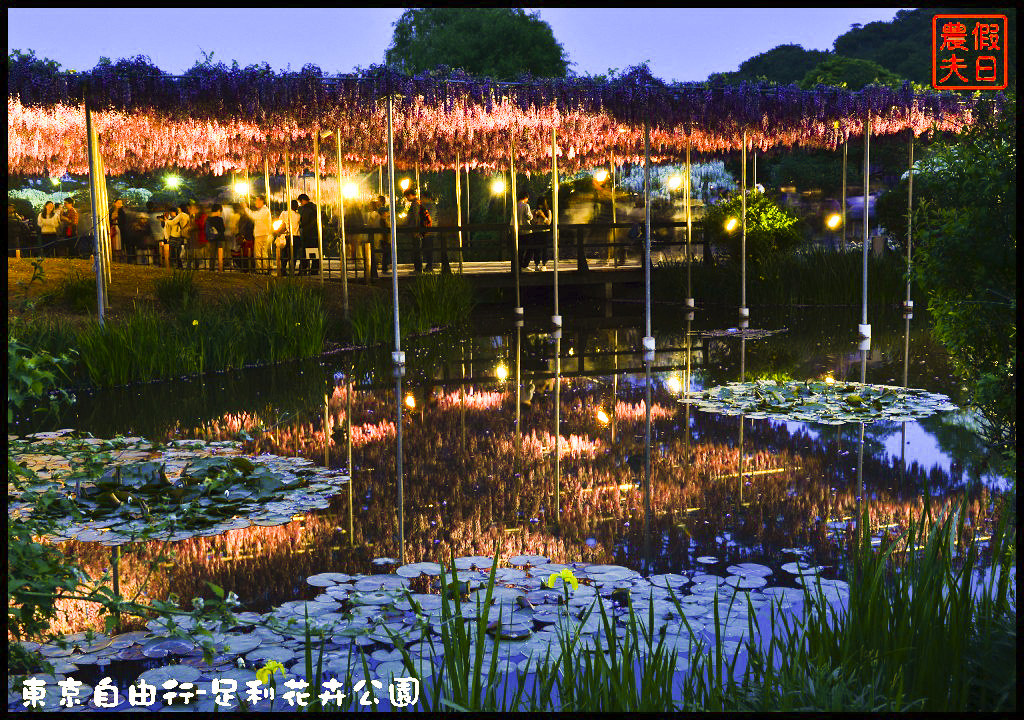 東京自由行|栃木縣足利花卉公園．盛開的紫藤日夜都漂亮/交通如何去/票價/紫藤花物語/大藤節/JR東京廣域周遊券 @假日農夫愛趴趴照