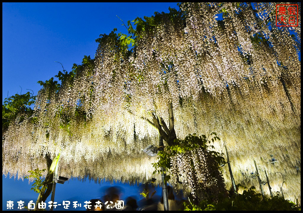 東京自由行|栃木縣足利花卉公園．盛開的紫藤日夜都漂亮/交通如何去/票價/紫藤花物語/大藤節/JR東京廣域周遊券 @假日農夫愛趴趴照