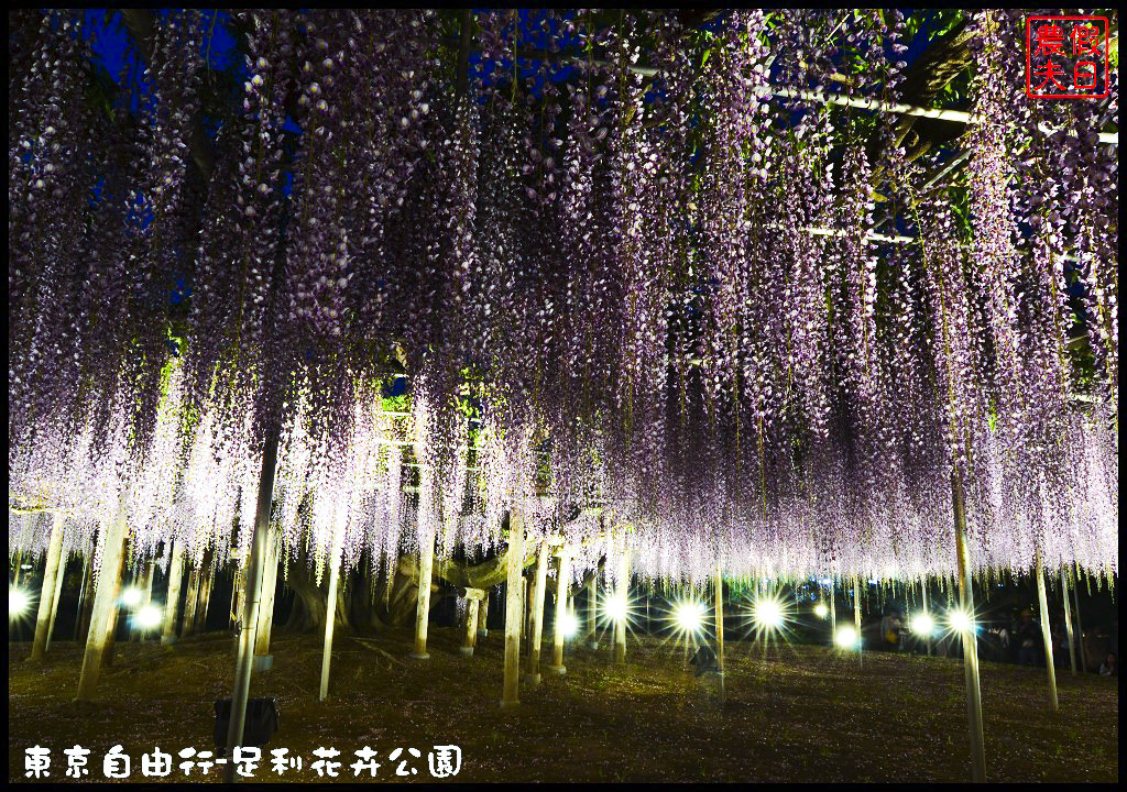 東京自由行|栃木縣足利花卉公園．盛開的紫藤日夜都漂亮/交通如何去/票價/紫藤花物語/大藤節/JR東京廣域周遊券 @假日農夫愛趴趴照