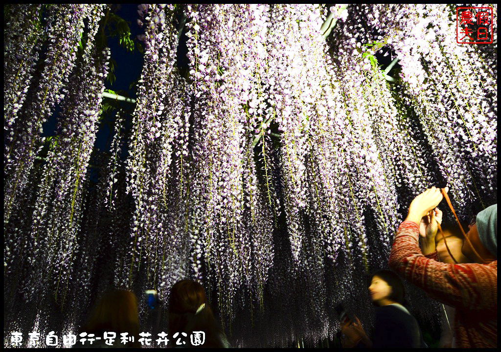 東京自由行|栃木縣足利花卉公園．盛開的紫藤日夜都漂亮/交通如何去/票價/紫藤花物語/大藤節/JR東京廣域周遊券 @假日農夫愛趴趴照