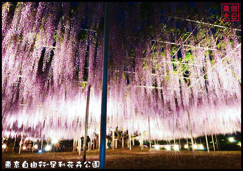 東京自由行|栃木縣足利花卉公園．盛開的紫藤日夜都漂亮/交通如何去/票價/紫藤花物語/大藤節/JR東京廣域周遊券 @假日農夫愛趴趴照