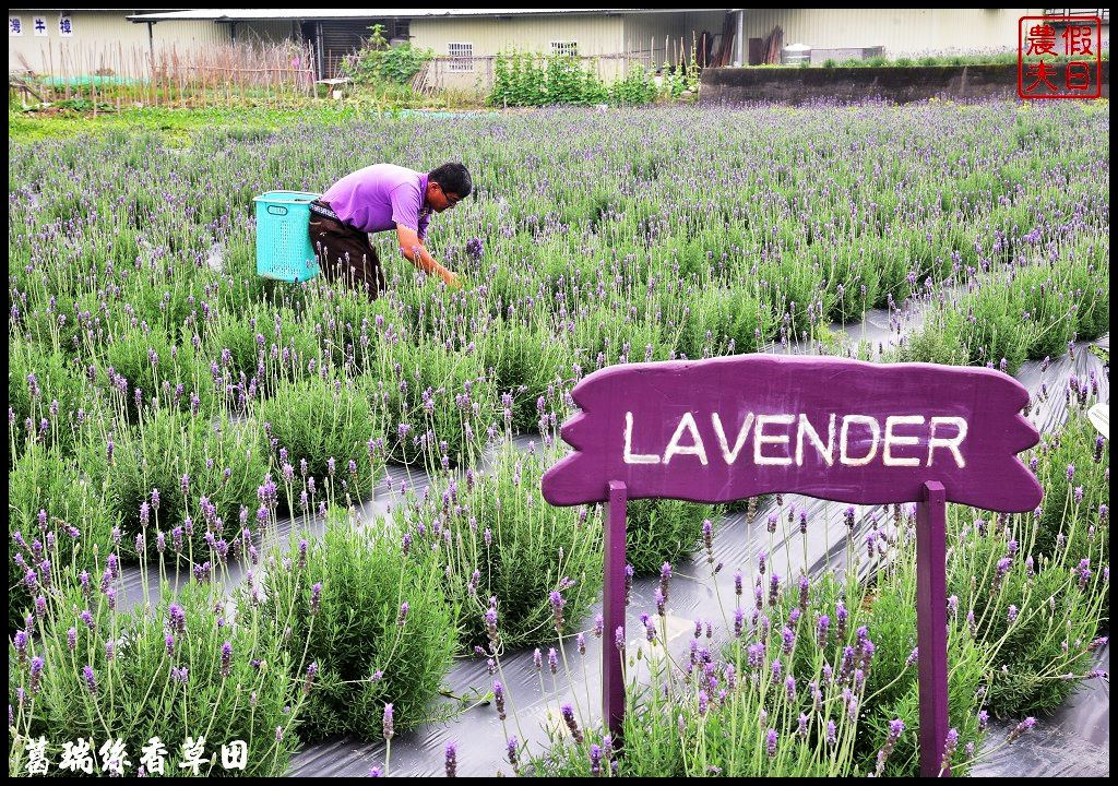 7000坪2萬株薰衣草免費參觀|明德水庫葛瑞絲香草田．台版的普羅旺斯 @假日農夫愛趴趴照