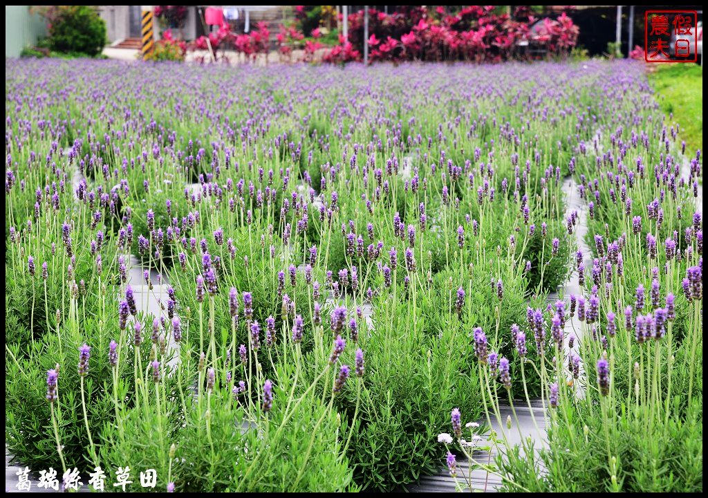 7000坪2萬株薰衣草免費參觀|明德水庫葛瑞絲香草田．台版的普羅旺斯 @假日農夫愛趴趴照