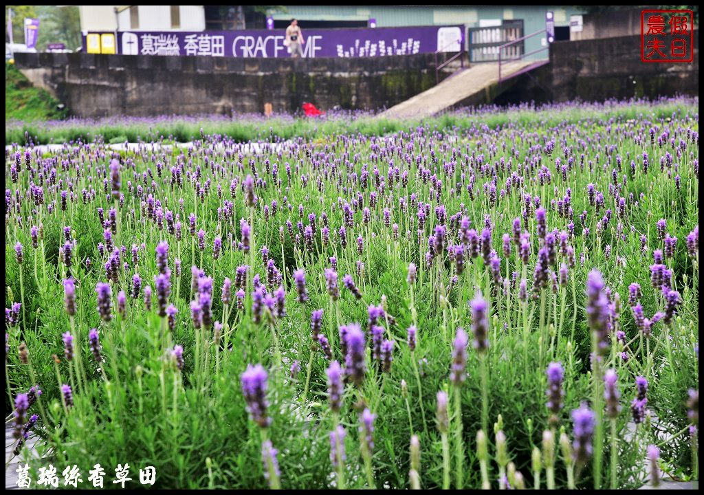 7000坪2萬株薰衣草免費參觀|明德水庫葛瑞絲香草田．台版的普羅旺斯 @假日農夫愛趴趴照