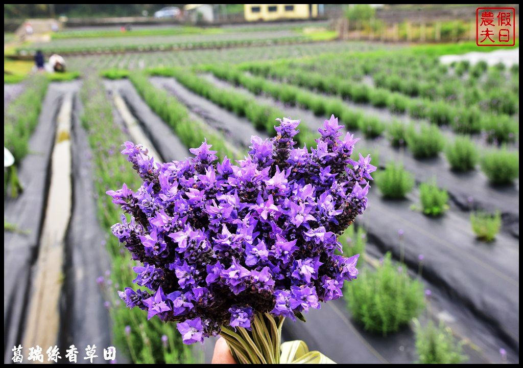 7000坪2萬株薰衣草免費參觀|明德水庫葛瑞絲香草田．台版的普羅旺斯 @假日農夫愛趴趴照