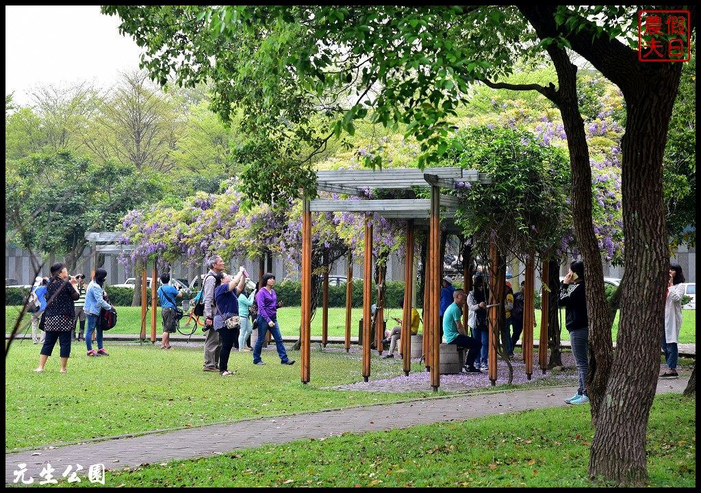 桃園景點|中壢元生公園龍德公園紫藤花開．賞花秘境大公開 @假日農夫愛趴趴照