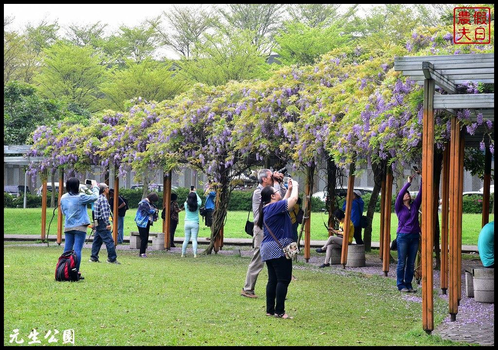 桃園景點|中壢元生公園龍德公園紫藤花開．賞花秘境大公開 @假日農夫愛趴趴照