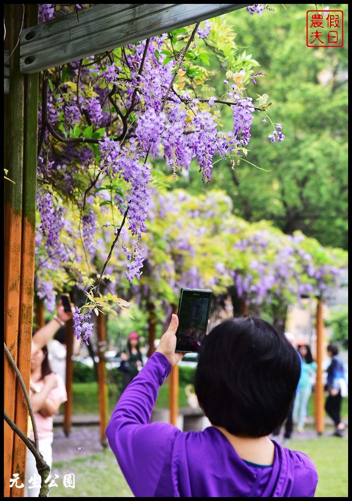 桃園景點|中壢元生公園龍德公園紫藤花開．賞花秘境大公開 @假日農夫愛趴趴照