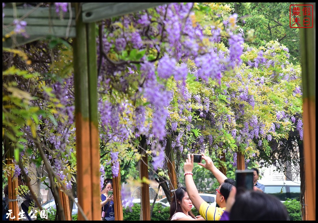 桃園景點|中壢元生公園龍德公園紫藤花開．賞花秘境大公開 @假日農夫愛趴趴照