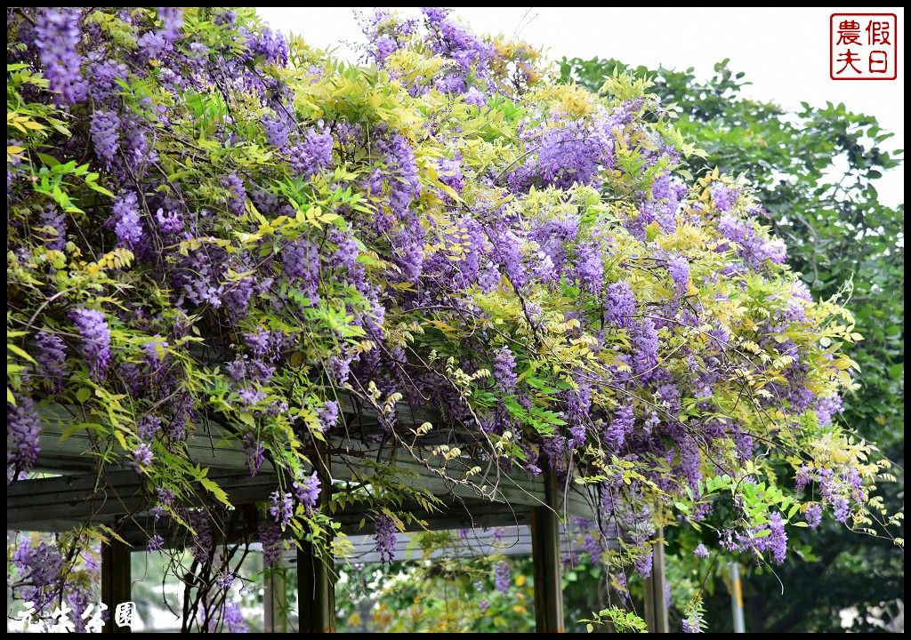 桃園景點|中壢元生公園龍德公園紫藤花開．賞花秘境大公開 @假日農夫愛趴趴照