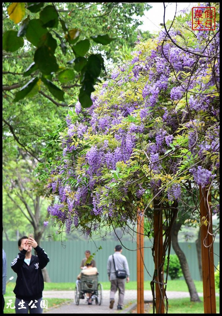 桃園景點|中壢元生公園龍德公園紫藤花開．賞花秘境大公開 @假日農夫愛趴趴照