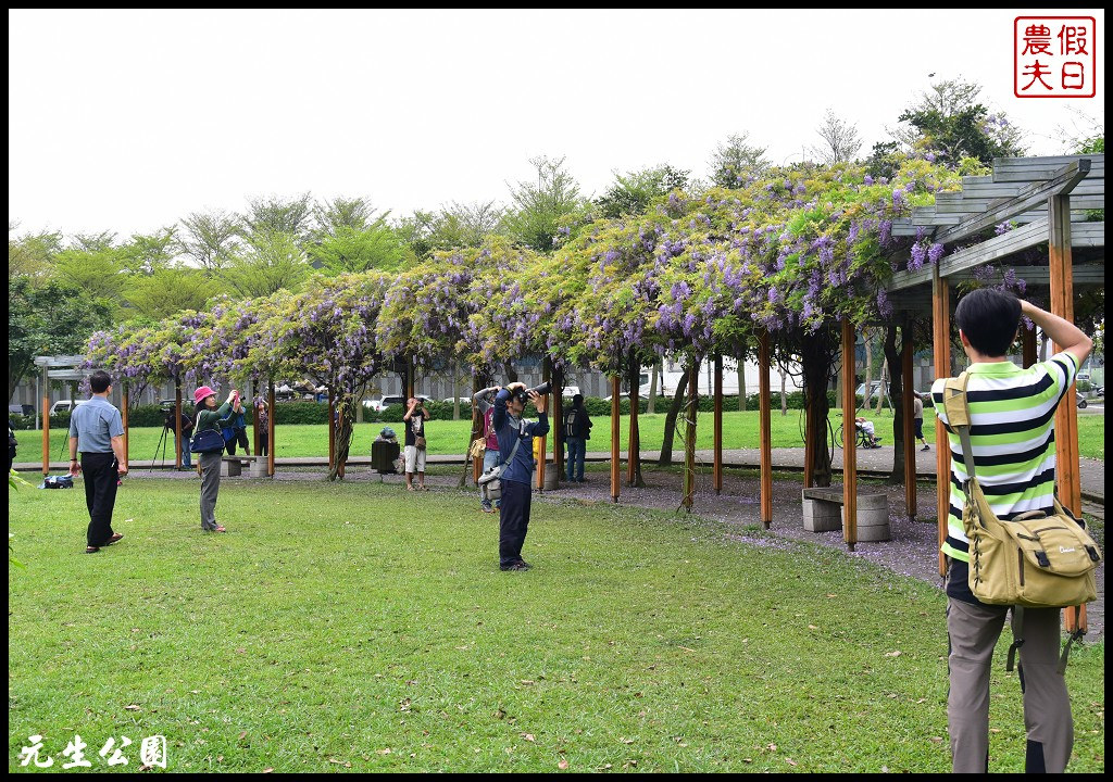 桃園景點|中壢元生公園龍德公園紫藤花開．賞花秘境大公開 @假日農夫愛趴趴照