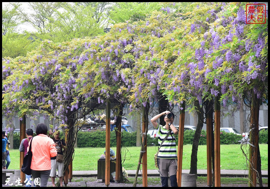 桃園景點|中壢元生公園龍德公園紫藤花開．賞花秘境大公開 @假日農夫愛趴趴照