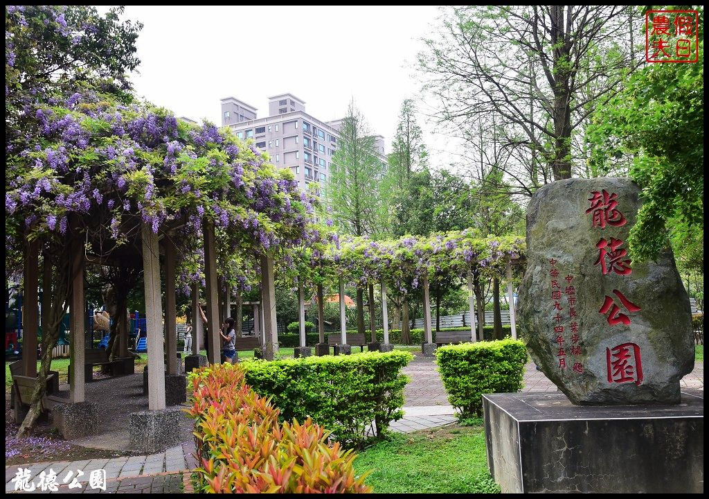 桃園景點|中壢元生公園龍德公園紫藤花開．賞花秘境大公開 @假日農夫愛趴趴照