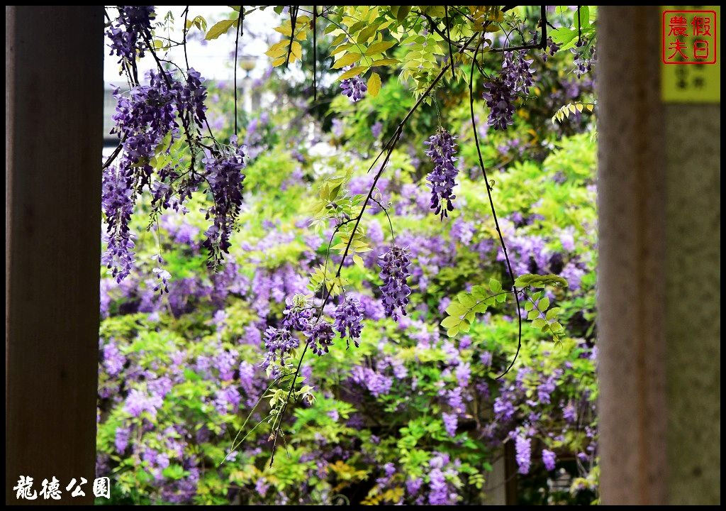 桃園景點|中壢元生公園龍德公園紫藤花開．賞花秘境大公開 @假日農夫愛趴趴照