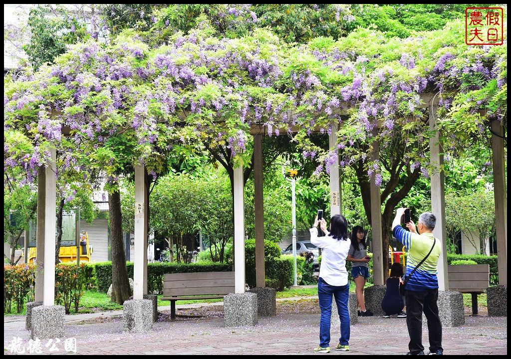 桃園景點|中壢元生公園龍德公園紫藤花開．賞花秘境大公開 @假日農夫愛趴趴照