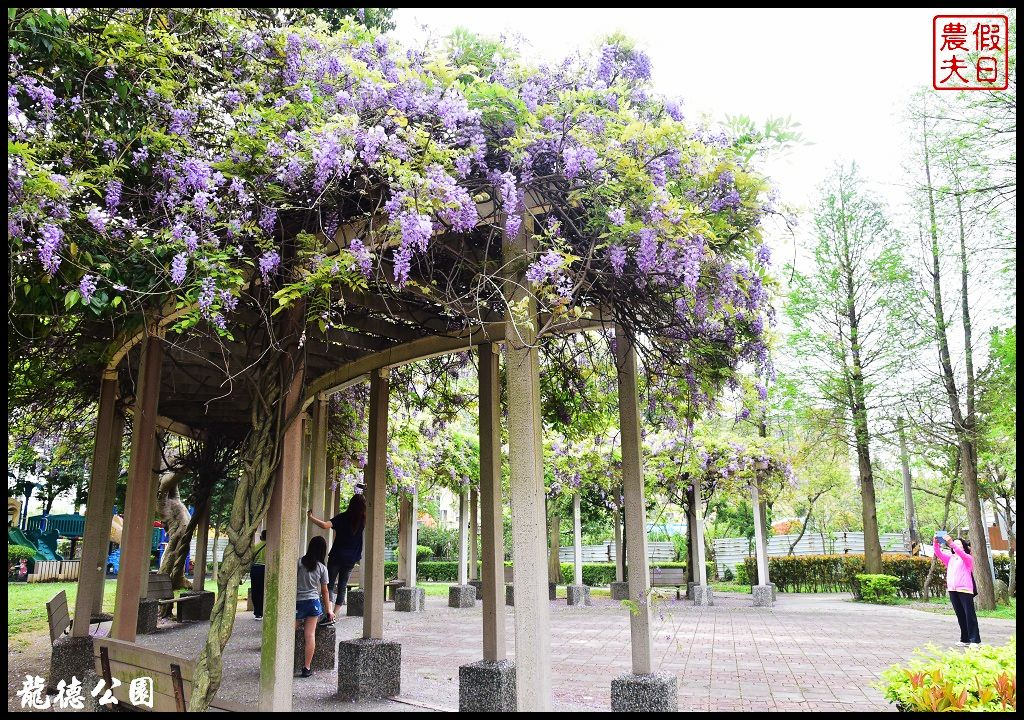 桃園景點|中壢元生公園龍德公園紫藤花開．賞花秘境大公開 @假日農夫愛趴趴照