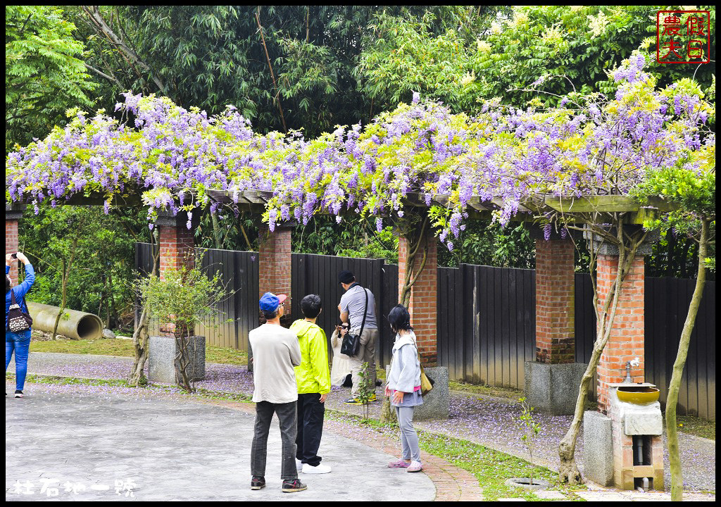 苗栗景點|功維敘隧道夢幻的七彩燈光+杜石地一號/賞紫藤秘境/免費參觀/一日遊 @假日農夫愛趴趴照