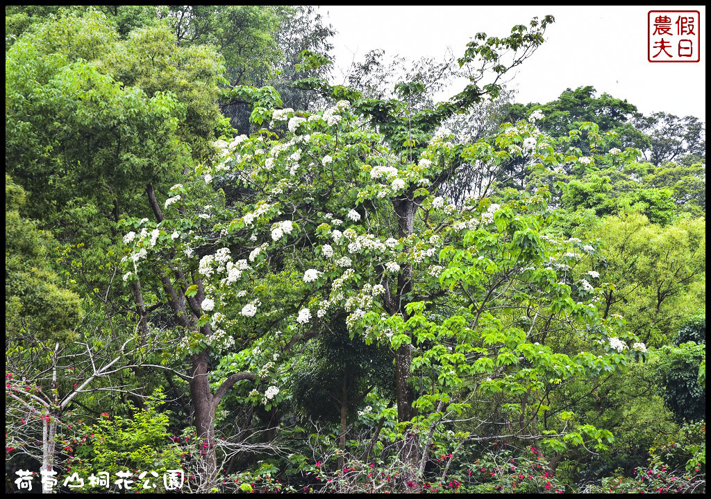 雲林景點|古坑荷苞山桐花公園．雲林客家桐花祭-「浪漫桐雨遊客庄」/一日遊/賞花情報 @假日農夫愛趴趴照