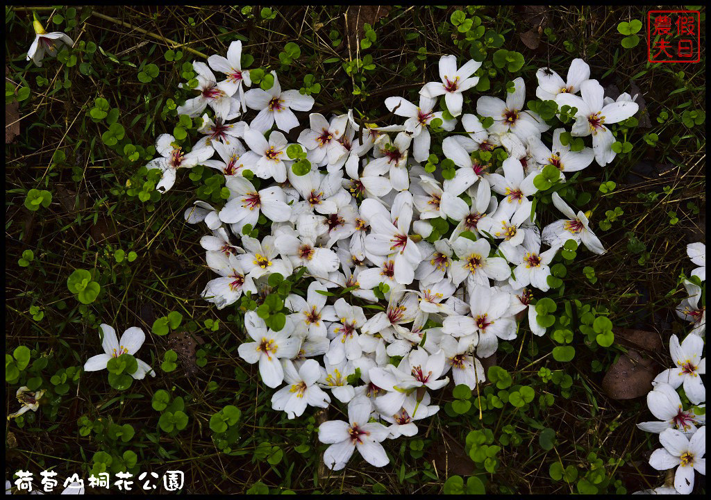 雲林景點|古坑荷苞山桐花公園．雲林客家桐花祭-「浪漫桐雨遊客庄」/一日遊/賞花情報 @假日農夫愛趴趴照