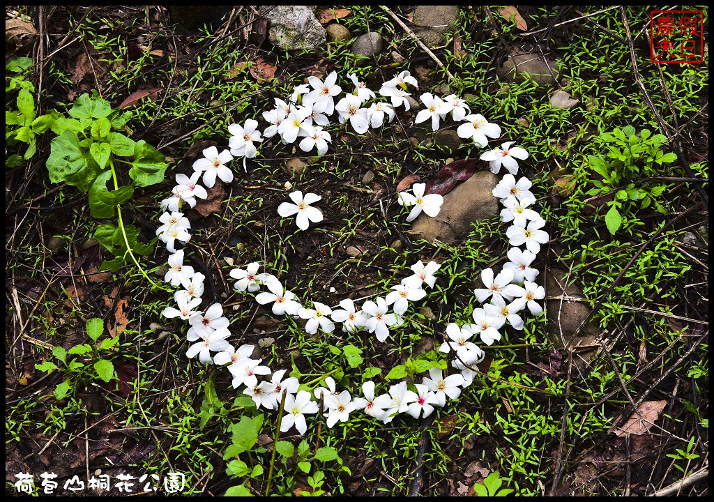 雲林景點|古坑荷苞山桐花公園．雲林客家桐花祭-「浪漫桐雨遊客庄」/一日遊/賞花情報 @假日農夫愛趴趴照