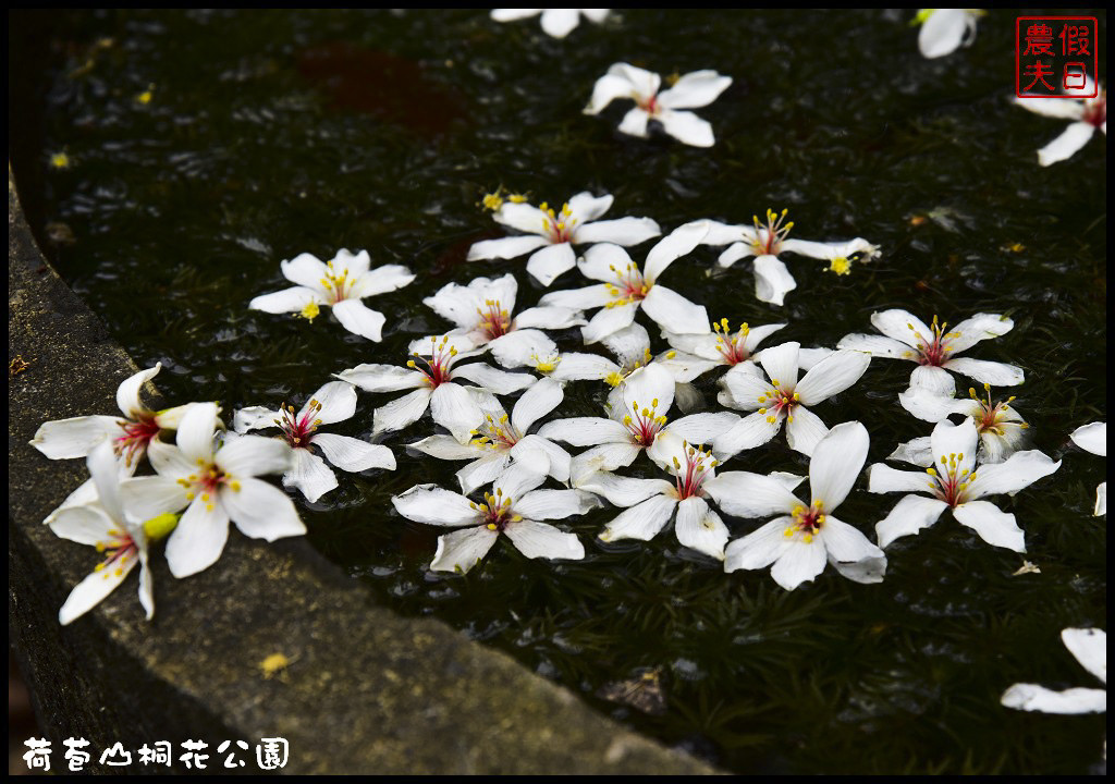 雲林景點|古坑荷苞山桐花公園．雲林客家桐花祭-「浪漫桐雨遊客庄」/一日遊/賞花情報 @假日農夫愛趴趴照