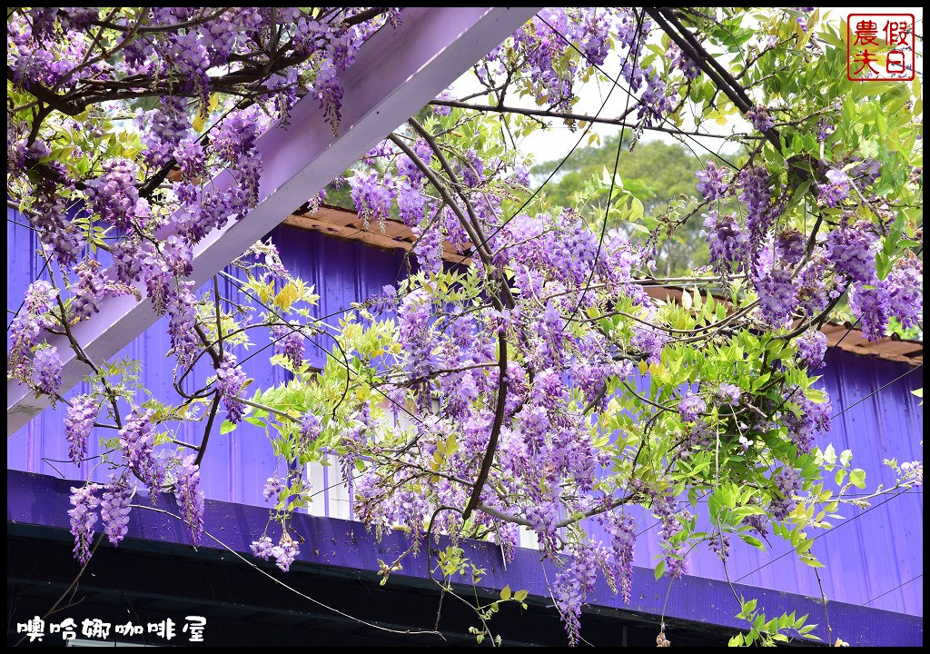 苗栗景點|西湖噢哈娜咖啡屋．賞紫藤秘境/幸福步道/3D彩繪/咖啡廳/一日遊 @假日農夫愛趴趴照