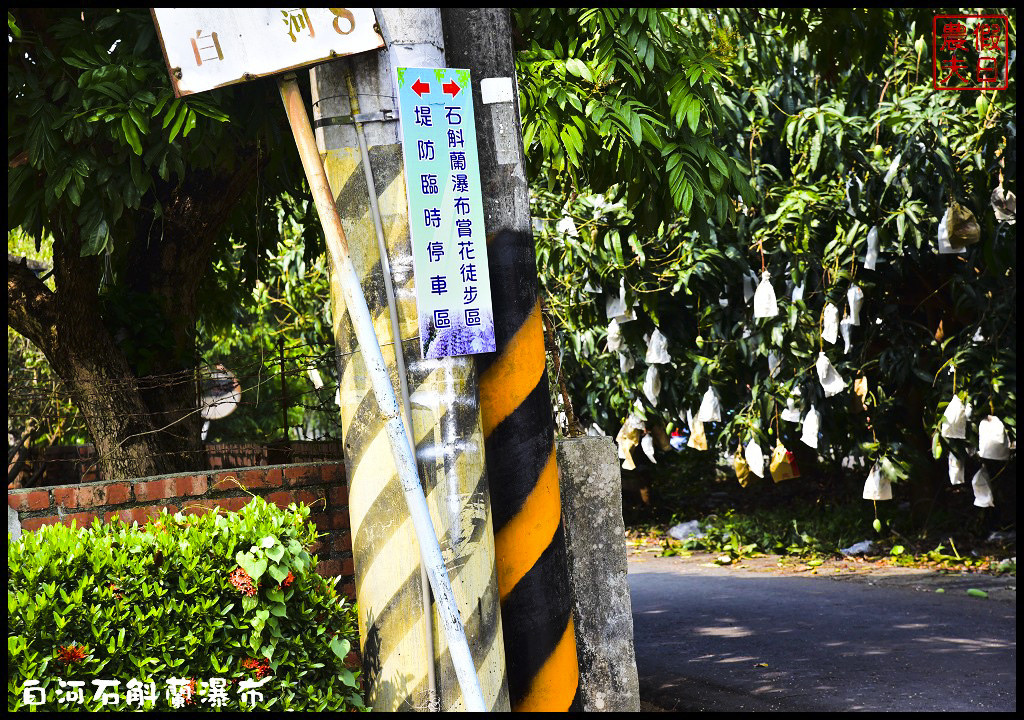 台南白河赤中寺|萬朵石斛蘭瀑布傾瀉而下超級美超級壯觀/賞花秘境/一日遊/交通路徑/停車 @假日農夫愛趴趴照