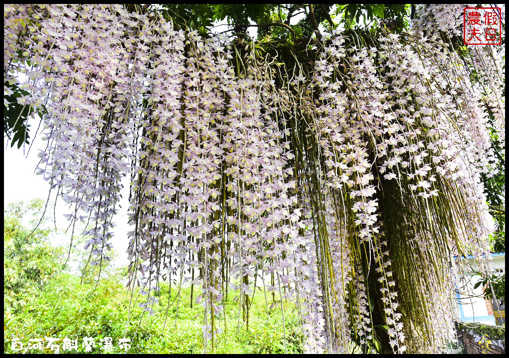 台南白河赤中寺|萬朵石斛蘭瀑布傾瀉而下超級美超級壯觀/賞花秘境/一日遊/交通路徑/停車 @假日農夫愛趴趴照