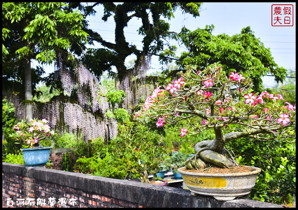 台南白河赤中寺|萬朵石斛蘭瀑布傾瀉而下超級美超級壯觀/賞花秘境/一日遊/交通路徑/停車 @假日農夫愛趴趴照