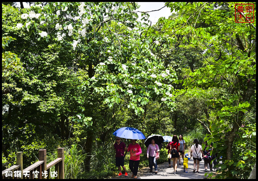 苗栗景點|銅鑼天空步道．全台最高的自行車道/親民賞桐景點/客家桐花祭/免費參觀/一日遊 @假日農夫愛趴趴照