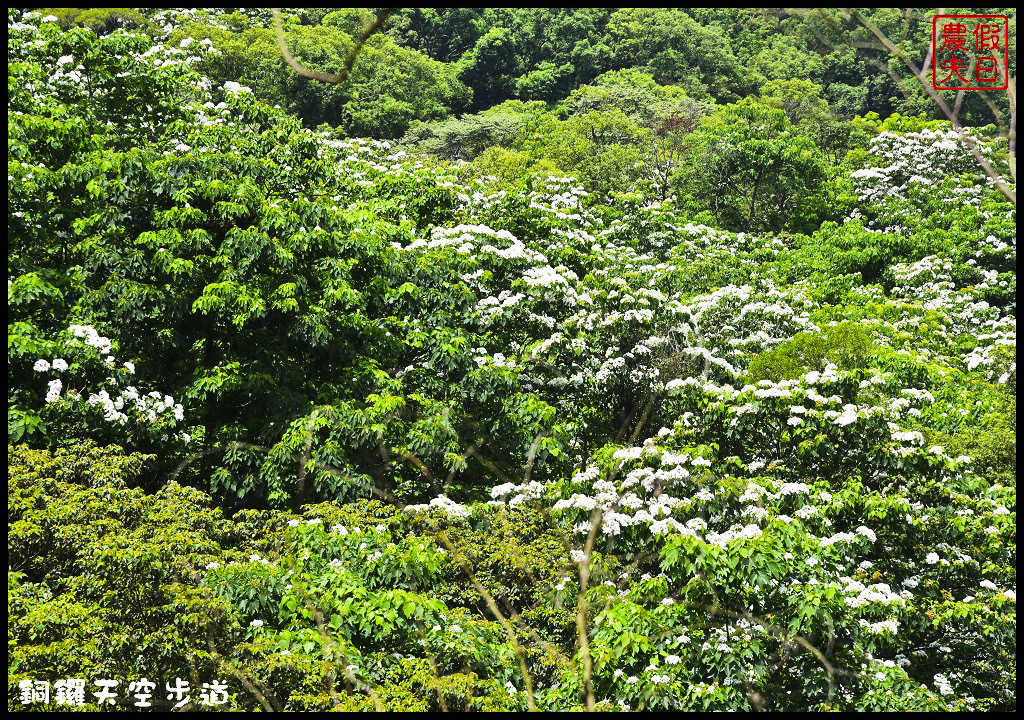 苗栗景點|銅鑼天空步道．全台最高的自行車道/親民賞桐景點/客家桐花祭/免費參觀/一日遊 @假日農夫愛趴趴照