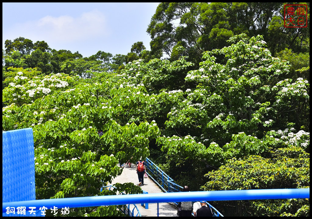 苗栗景點|銅鑼天空步道．全台最高的自行車道/親民賞桐景點/客家桐花祭/免費參觀/一日遊 @假日農夫愛趴趴照