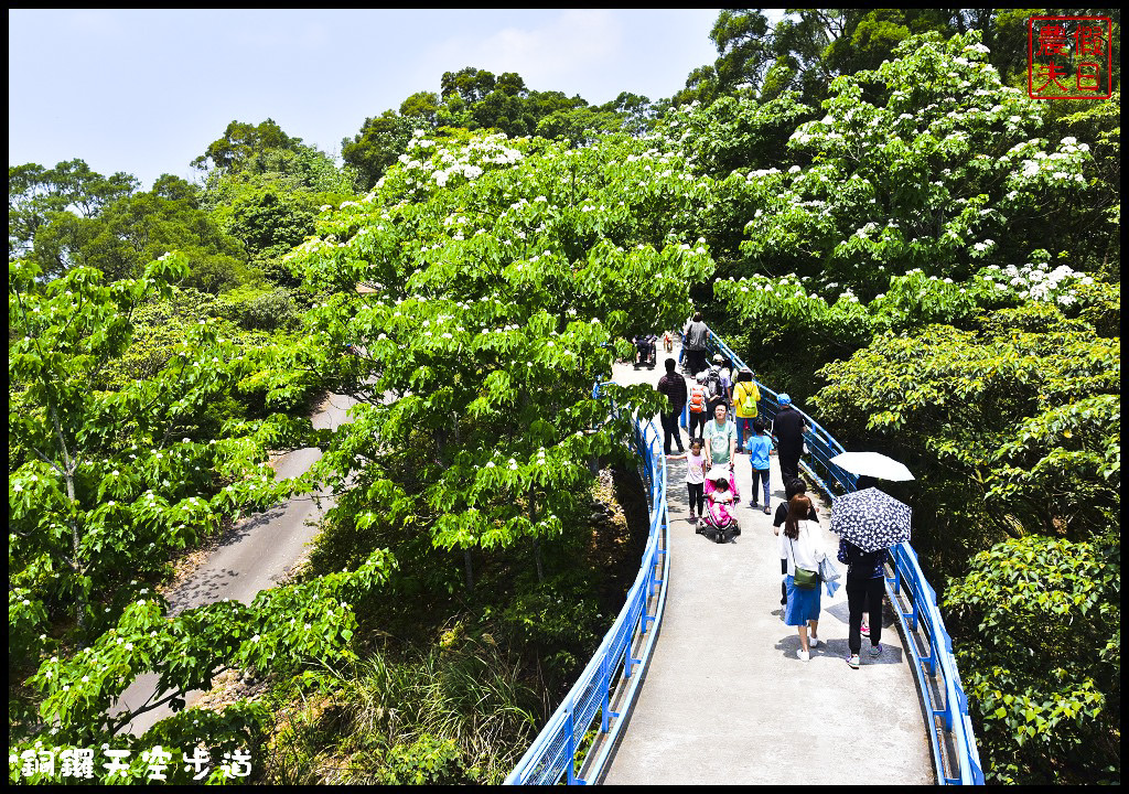 苗栗景點|銅鑼天空步道．全台最高的自行車道/親民賞桐景點/客家桐花祭/免費參觀/一日遊 @假日農夫愛趴趴照