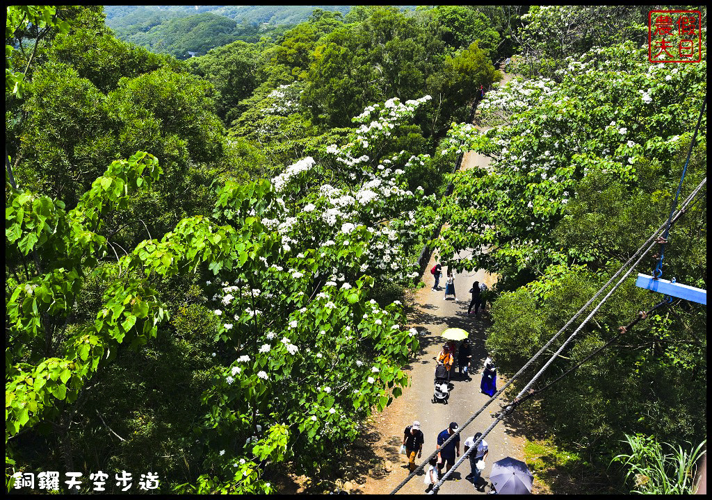 苗栗景點|銅鑼天空步道．全台最高的自行車道/親民賞桐景點/客家桐花祭/免費參觀/一日遊 @假日農夫愛趴趴照