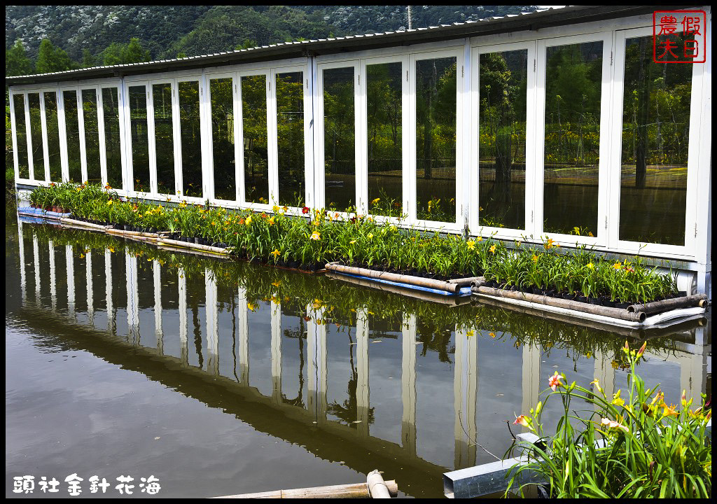 南投魚池景點 | 頭社金針花海．全台唯一水上賞金針花/水社柳大道/日月潭金針花園區/賞花秘境/一日遊/賞花 @假日農夫愛趴趴照