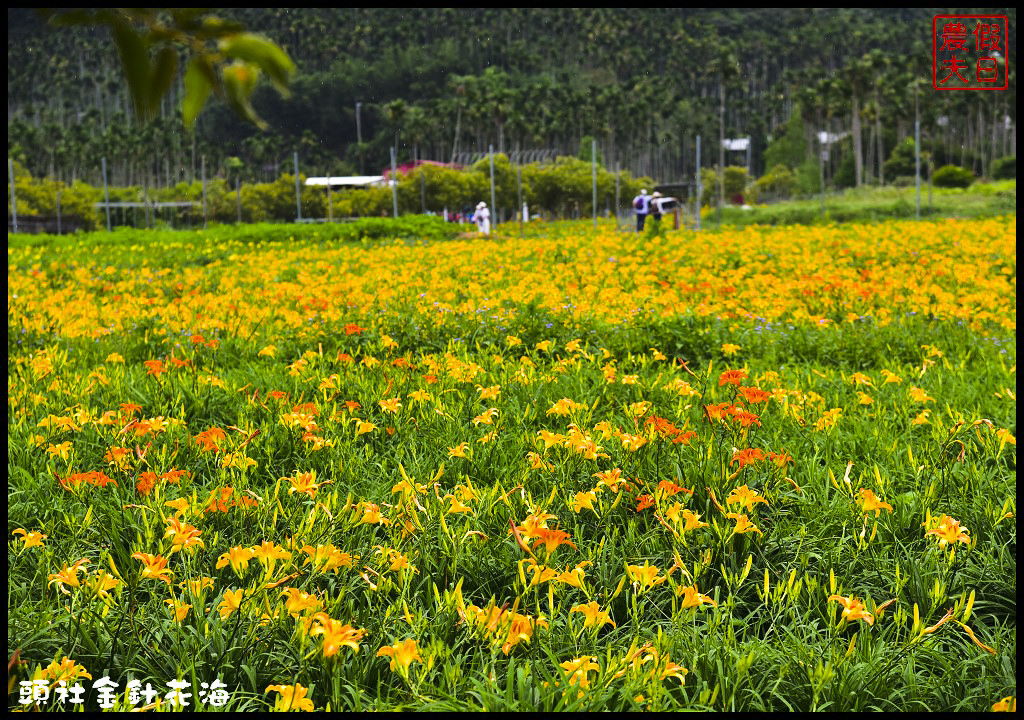 南投魚池景點 | 頭社金針花海．全台唯一水上賞金針花/水社柳大道/日月潭金針花園區/賞花秘境/一日遊/賞花 @假日農夫愛趴趴照