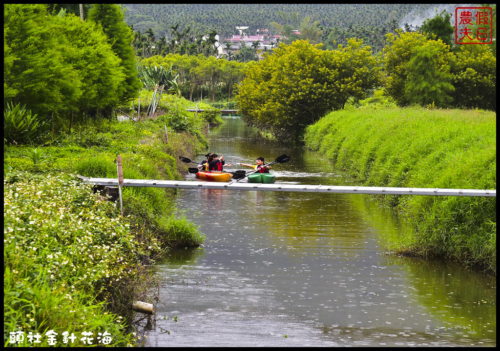 南投魚池景點 | 頭社金針花海．全台唯一水上賞金針花/水社柳大道/日月潭金針花園區/賞花秘境/一日遊/賞花 @假日農夫愛趴趴照